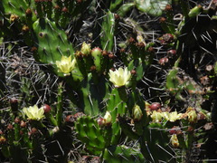 Opuntia arechavaletae