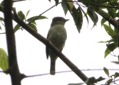 Pachyramphus polychopterus