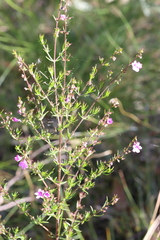 Prostanthera scutellarioides