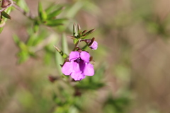 Prostanthera scutellarioides