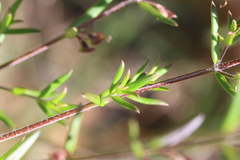 Prostanthera scutellarioides