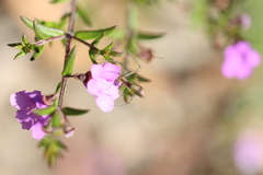 Prostanthera scutellarioides