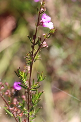 Prostanthera scutellarioides