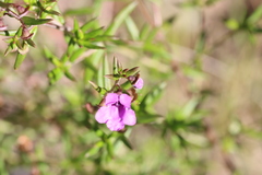 Prostanthera scutellarioides