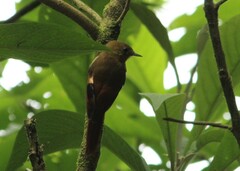 Sittasomus griseicapillus