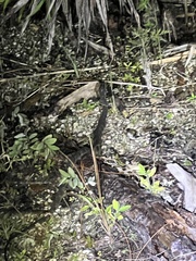 Nerodia fasciata pictiventris