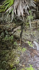 Nerodia fasciata pictiventris