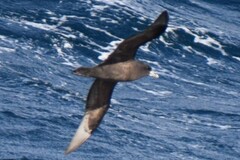 Procellaria aequinoctialis