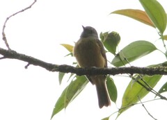 Mionectes rufiventris