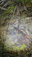 Nerodia fasciata pictiventris