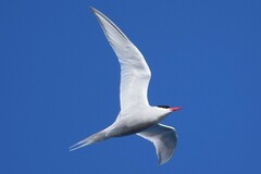Sterna vittata