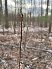 Rhododendron periclymenoides