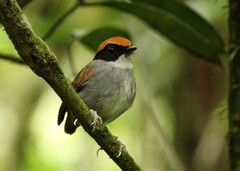 Conopophaga melanops