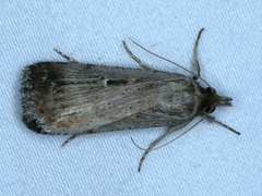 Tathorhynchus fallax