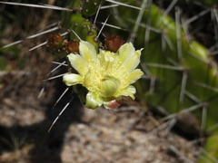 Opuntia arechavaletae
