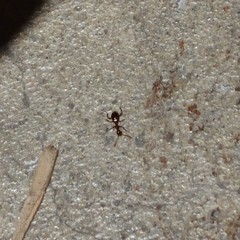 Acanthinus argentinus