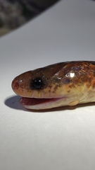 Atractus