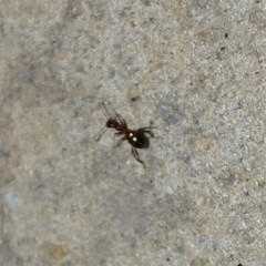 Acanthinus argentinus