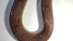 Atractus