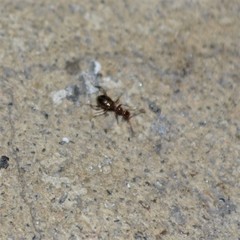 Acanthinus argentinus