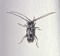 Elaphidion irroratum