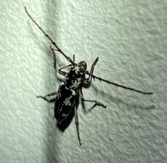 Elaphidion irroratum