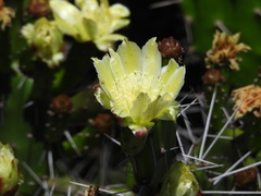 Opuntia arechavaletae