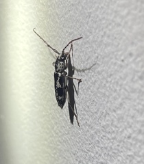 Elaphidion irroratum