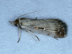 Tathorhynchus fallax