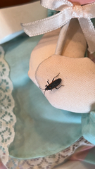 Melacoryphus lateralis