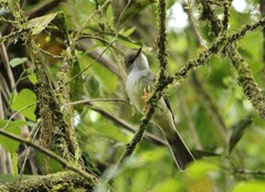 Myiarchus swainsoni