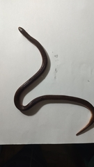 Atractus