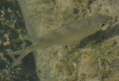 Eucinostomus