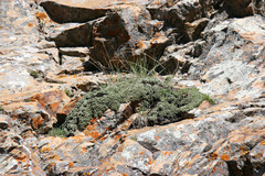 Petrophytum caespitosum caespitosum