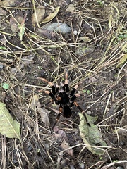 Megaphobema mesomelas