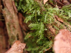 Tetraphis pellucida