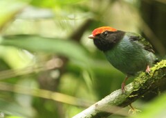 Chiroxiphia caudata