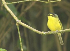 Todirostrum poliocephalum