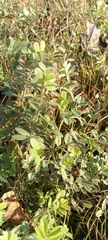 Vicia sativa