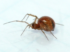 Agyneta micaria