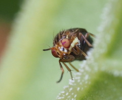 Steganopsis melanogaster