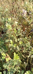 Vicia sativa