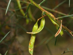 Acacia genistifolia