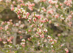 Thryptomene calycina