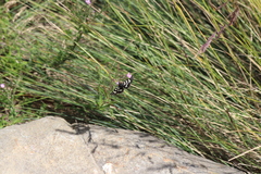 Phalaenoides glycinae