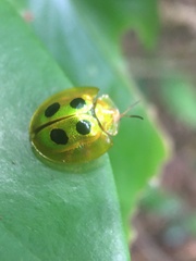 Coptocycla roseocincta