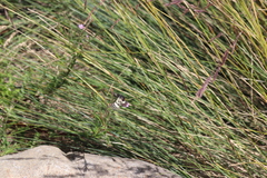 Phalaenoides glycinae