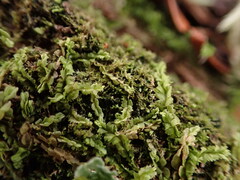 Lophocolea heterophylla