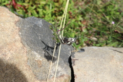 Phalaenoides glycinae