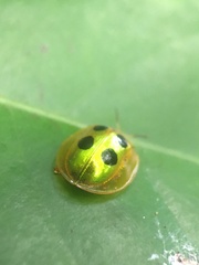 Coptocycla roseocincta